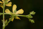 Early St. Johnswort